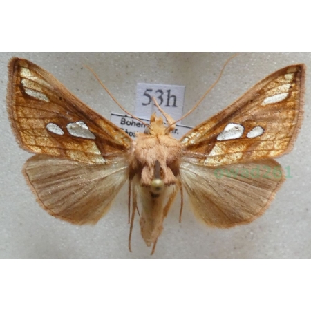 Plusia festucae (Linnaeus, 1758) Złocica kostrzewica Czech53h